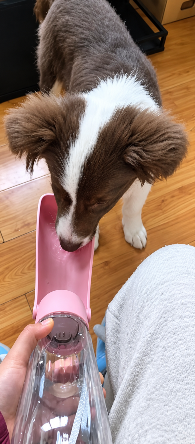 Dog Water Bottle ~pink~